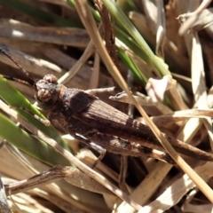 Pycnostictus sp. (genus) (A bandwing grasshopper) at Mount Painter - 15 Jul 2019 by CathB