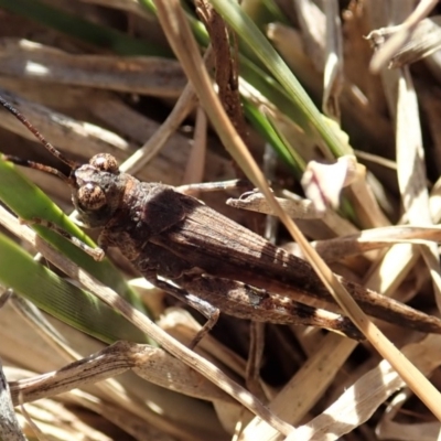 Pycnostictus sp. (genus) (A bandwing grasshopper) at Cook, ACT - 15 Jul 2019 by CathB