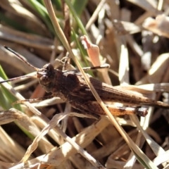 Pycnostictus sp. (genus) at Cook, ACT - 15 Jul 2019 02:30 PM
