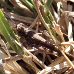 Pycnostictus sp. (genus) at Cook, ACT - 15 Jul 2019 02:30 PM