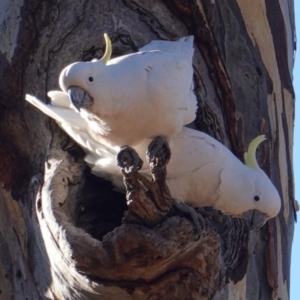 Cacatua galerita at Hughes, ACT - 22 Jul 2019