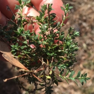 Paronychia brasiliana at Griffith, ACT - 21 Jul 2019