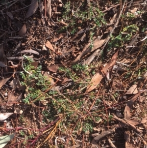 Paronychia brasiliana at Griffith, ACT - 21 Jul 2019