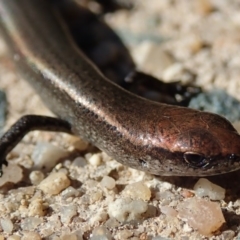 Lampropholis delicata (Delicate Skink) at Spence, ACT - 23 Jul 2019 by Laserchemisty