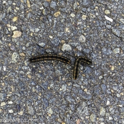 Apina callisto (Pasture Day Moth) at Yarralumla, ACT - 23 Jul 2019 by JonSteinbeck