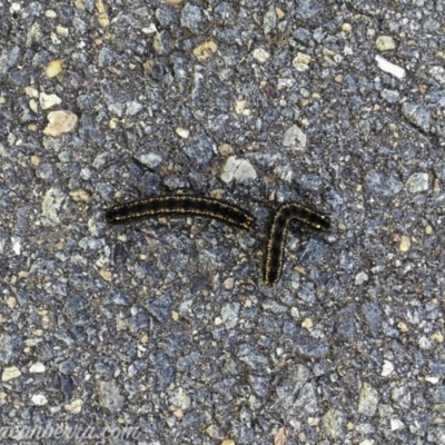 Apina callisto (Pasture Day Moth) at Yarralumla, ACT - 23 Jul 2019 by BIrdsinCanberra