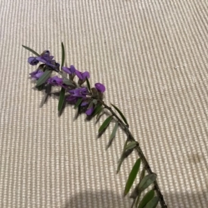 Hovea heterophylla at Dunlop, ACT - 23 Jul 2019