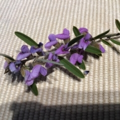 Hovea heterophylla at Dunlop, ACT - 23 Jul 2019 04:03 PM