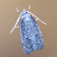 Oecophoridae provisional species 2 at Rosedale, NSW - 6 Jul 2019 by jbromilow50