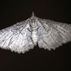 Geometridae (family) ADULT at Rosedale, NSW - 6 Jul 2019 by jb2602