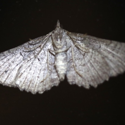 Geometridae (family) (Unidentified geometer or looper moths) at Rosedale, NSW - 6 Jul 2019 by jbromilow50