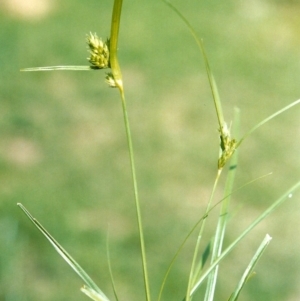 Carex inversa at Conder, ACT - 23 Dec 2007