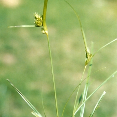 Carex inversa (Knob Sedge) at Conder, ACT - 22 Dec 2007 by michaelb