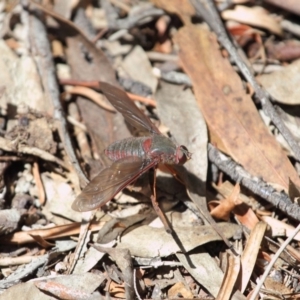 Comptosia (genus) at Acton, ACT - 22 Nov 2017 12:22 PM