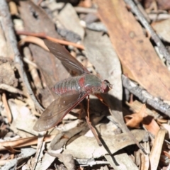 Comptosia (genus) at Acton, ACT - 22 Nov 2017 12:22 PM