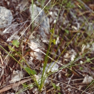 Carex inversa at Conder, ACT - 27 Nov 1999 12:00 AM