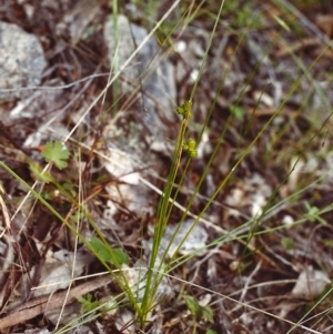 Carex inversa at Conder, ACT - 27 Nov 1999 12:00 AM