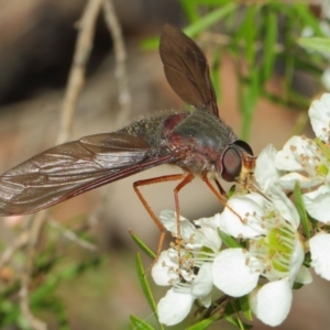 Comptosia sp. (genus) at Hackett, ACT - 22 Nov 2017