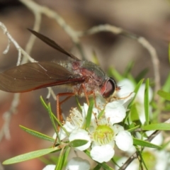 Comptosia (genus) at Hackett, ACT - 22 Nov 2017 10:53 AM