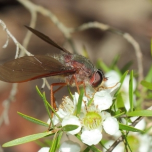 Comptosia sp. (genus) at Hackett, ACT - 22 Nov 2017