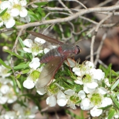 Comptosia sp. (genus) at Hackett, ACT - 22 Nov 2017 10:53 AM