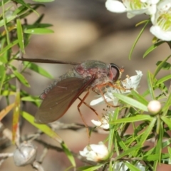 Comptosia (genus) at Hackett, ACT - 22 Nov 2017 10:53 AM