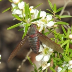 Comptosia (genus) at Hackett, ACT - 22 Nov 2017 10:53 AM