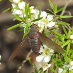 Comptosia sp. (genus) at Hackett, ACT - 22 Nov 2017