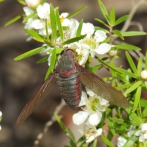 Comptosia sp. (genus) at Hackett, ACT - 22 Nov 2017 10:53 AM
