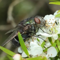 Rutilia (Donovanius) sp. (genus & subgenus) (A Bristle Fly) at Hackett, ACT - 22 Nov 2017 by TimL