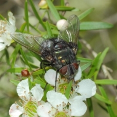 Rutilia (Donovanius) sp. (genus & subgenus) at Hackett, ACT - 22 Nov 2017 10:47 AM