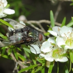 Rutilia (Donovanius) sp. (genus & subgenus) at Hackett, ACT - 22 Nov 2017 10:47 AM