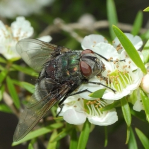 Rutilia (Donovanius) sp. (genus & subgenus) at Hackett, ACT - 22 Nov 2017 10:47 AM