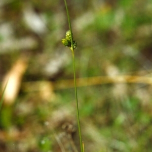 Carex inversa at Conder, ACT - 31 Oct 2000