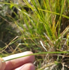 Carex appressa at Amaroo, ACT - 3 Jul 2019 09:51 AM