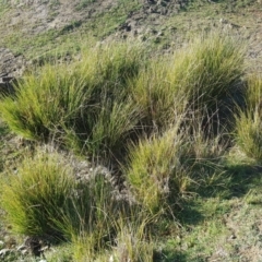 Carex appressa at Amaroo, ACT - 3 Jul 2019