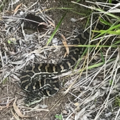 Morelia spilota mcdowelli (Eastern, Coastal or McDowell's Carpet python) at Doonan, QLD - 28 Aug 2018 by JBudgie