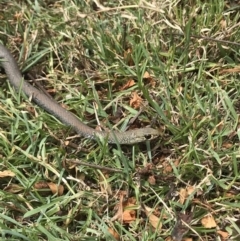 Demansia psammophis (Yellow-faced Whipsnake) at Doonan, QLD - 22 Sep 2018 by JBudgie