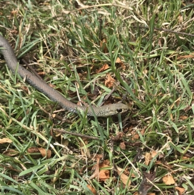 Demansia psammophis (Yellow-faced Whipsnake) at Doonan, QLD - 22 Sep 2018 by JBudgie