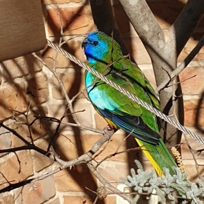Neophema splendida (Scarlet-chested Parrot) at Hughes, ACT - 14 Jul 2019 by ruthkerruish
