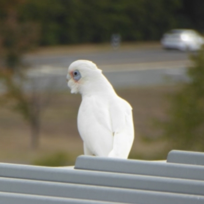 Cacatua sanguinea (Little Corella) at Reid, ACT - 2 May 2018 by AndyRussell