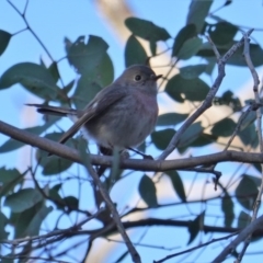 Petroica rosea (Rose Robin) at Deakin, ACT - 24 Jul 2019 by JackyF