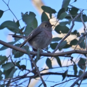 Petroica rosea at Deakin, ACT - 24 Jul 2019