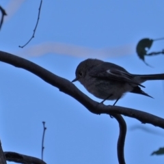 Petroica rosea at Deakin, ACT - 24 Jul 2019