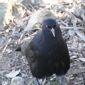 Corcorax melanorhamphos at Deakin, ACT - 24 Jul 2019