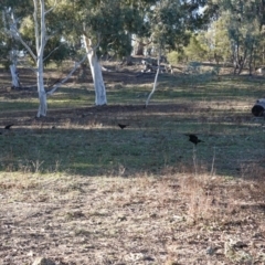 Corcorax melanorhamphos at Deakin, ACT - 24 Jul 2019