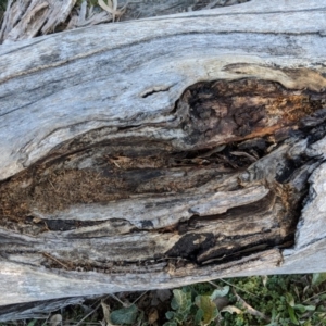 Papyrius nitidus at Deakin, ACT - suppressed
