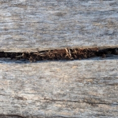 Papyrius nitidus at Deakin, ACT - suppressed