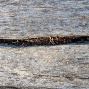 Papyrius nitidus at Deakin, ACT - suppressed