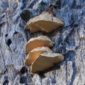 Truncospora ochroleuca at Deakin, ACT - 24 Jul 2019